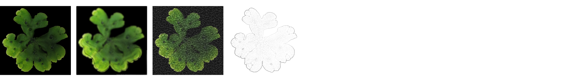 Annual non-seed plant meeting 2026>